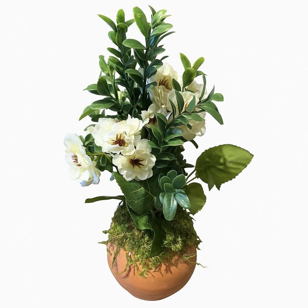 White Blossom & Succulent Arrangement in Terracotta Pot