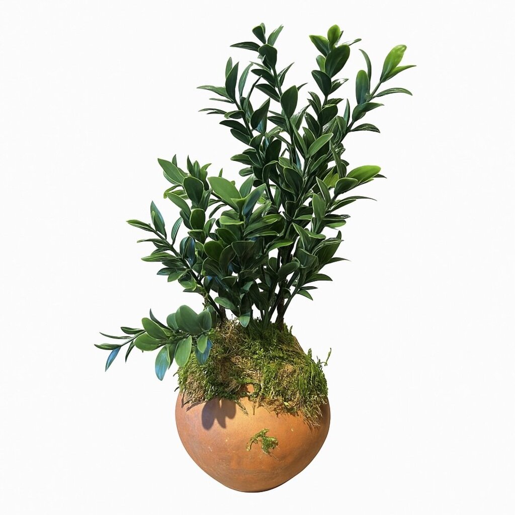Greenery & Succulent Arrangement in Terracotta Pot