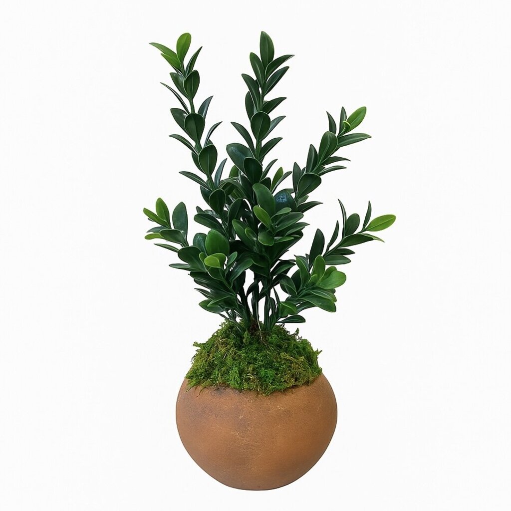 Boxwood in Terracotta Pot