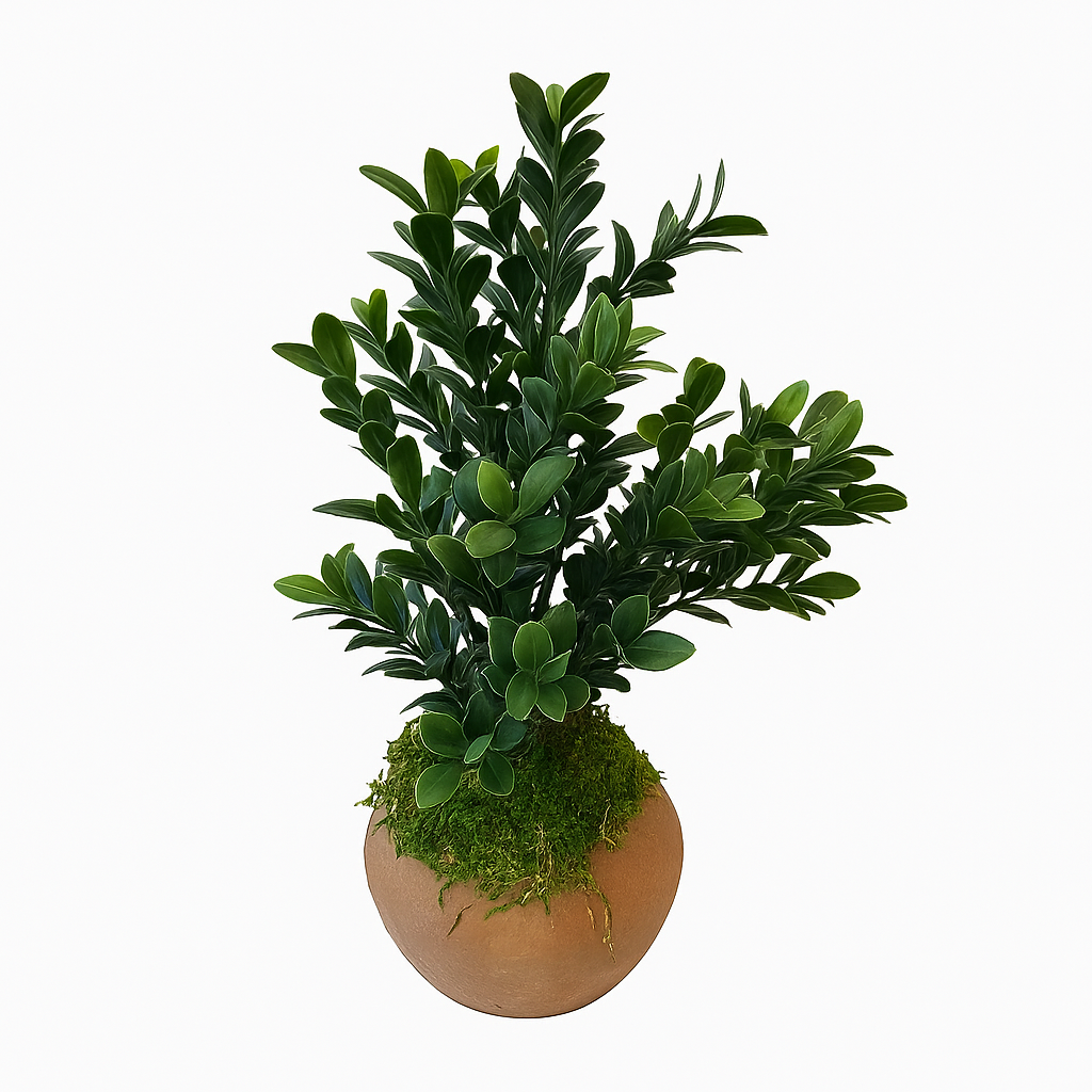 Boxwood in Terracotta Pot with Moss Accent