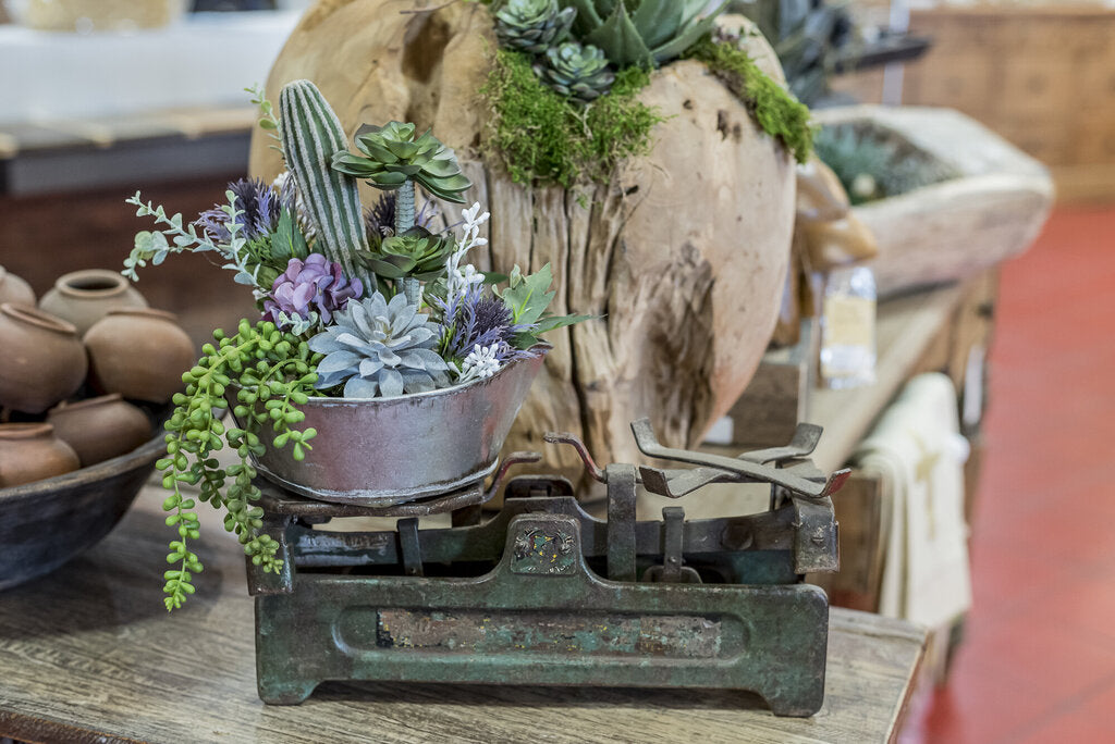 Antique Scale with Succulents